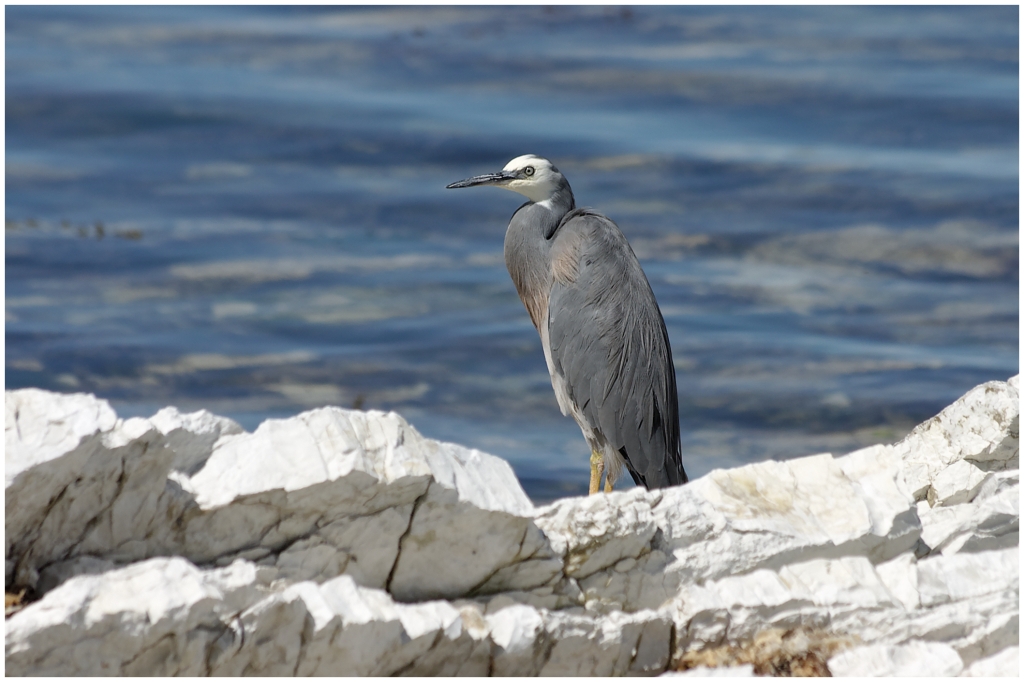 14 - Kaikoura (12).jpg